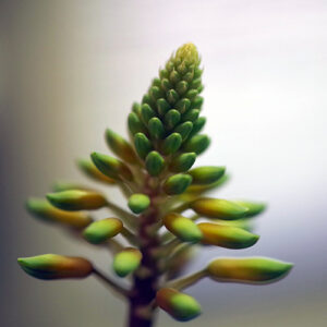 Aloe plant photography