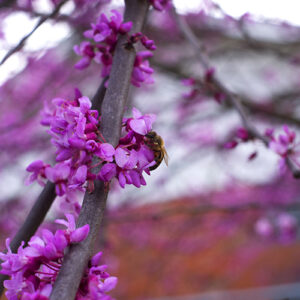 Picture of a bee sitting on flower