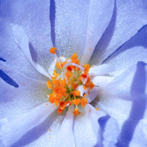 Close up picture of a flower in a blue hue
