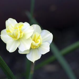 Picture of two white flowers with yellow centers