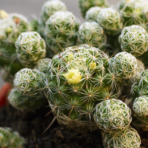 Picture of a cactus in a red flower pot