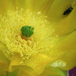 Picture of a cactus blooming
