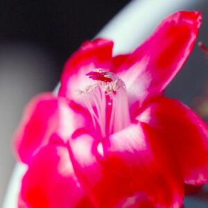 Picture of a Christmas cactus blooming