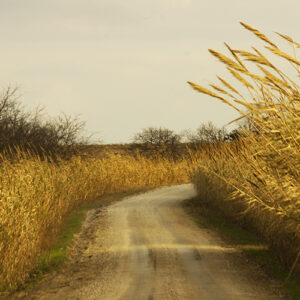 Country road in Texas