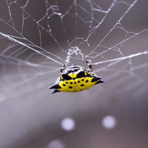 Picture of a crab spider crawling down a web