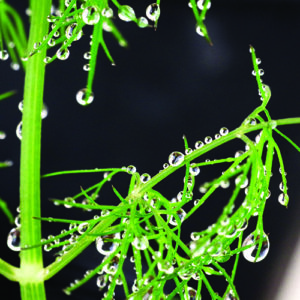 Picture of morning dew on a dill plant