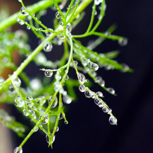 Picture of dew drops on a dill plant