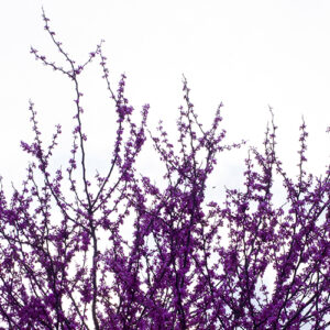 Picture of an eastern redbud tree