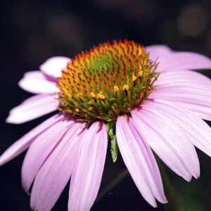 Picture of a pink echinacea flower