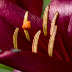 Close up picture of a lily