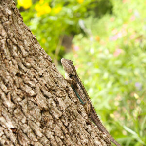 Picture of a lizard crawling up a tree