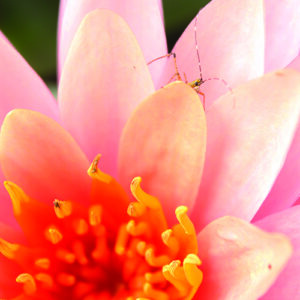 Close up picture of lotus flower