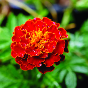 Picture of a marigold flower