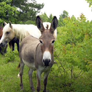 Picture of a donkey and horses on a farm