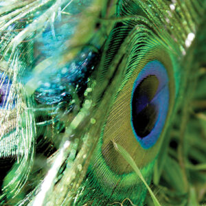 Close up picture of peacock feathers
