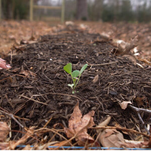 Picture of a small plant growing on a farm