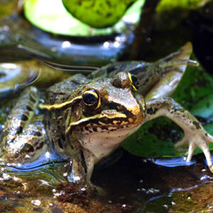 Picture of a frog on a lily pad