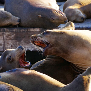 Two sea lions play with each other