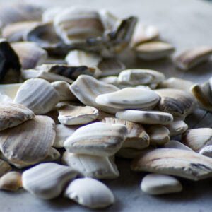 Picture of seashells laying on a beach