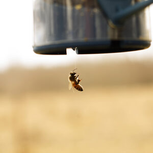 Picture of a bee hanging in a spider web
