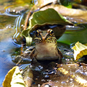 Picture of a frog on a lily pad