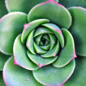Close up picture of a succulent
