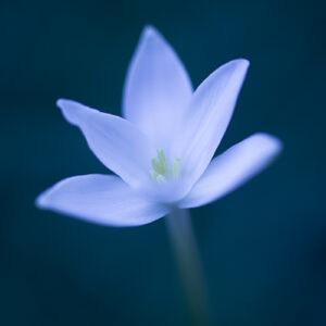 Picture of a tiny flower in a blue hue