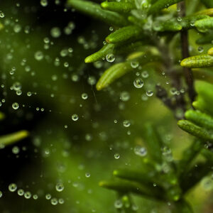 Falling raindrops canvas print