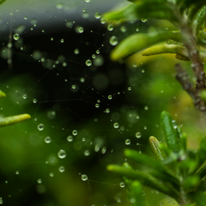 Spiderweb Raindrops Canvas Print