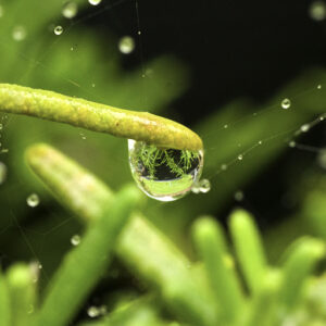 Through a reflection in water, this Rosemary raindrops canvas print shows what's beyond the edges of the frame. 