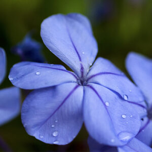 Blue Plumbago Flower Canvas Print