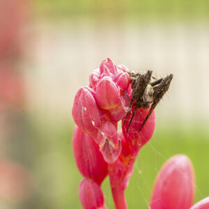 flower spider canvas print. Yucca Flower Bloom Lynx Spider