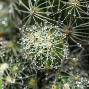 Cactus Raindrops Canvas Print Raindrops are shown on this Missouri Foxtail cactus's spines