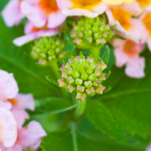 Lantana Bud Canvas Print