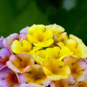 Lantana Bloom Canvas Print