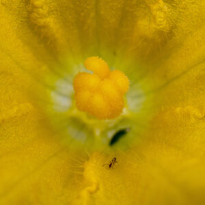 Pictured is Squash Bloom canvas print, showing ant crawling amongst the petals and the orangish-yellow stigma in the center of a squash plant flower.