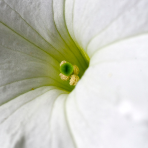 White Petunia Canvas print This flower is blooming in the early Texas spring. Green lines on white petals emanate from a beautiful beige pollen and green stigma. 