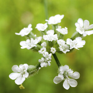 This Hedge Parsley canvas print shows tiny, intricate beauty in nature.