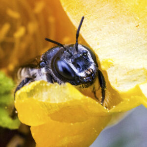 This Bee in a Bloom Canvas Print shows a leaf-cutter bee peeking out from an Optunio bloom in springtime in Texas
