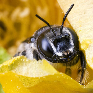 The Curious Bee Canvas Print shows a curious bee poking his head out of a prickly pear cactus flower.