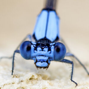Meet the tiniest supermodel you’ve never noticed in this dragonfly portrait canvas print. This is the magnificent yet tiny, electric Blue-fronted damselfly.