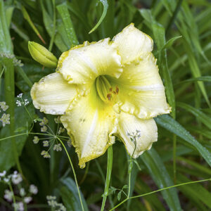Daylily flower Canvas Print rain Lemon Daylily