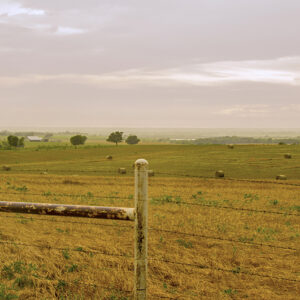 The Texas pasture canvas print brings a touch of the Lone Star state into any living space. The photo shows farmland and hay bales lie beyond this fenceline in this landscape of rural Hill County, Texas. A barn and trees are pictured in the distance.