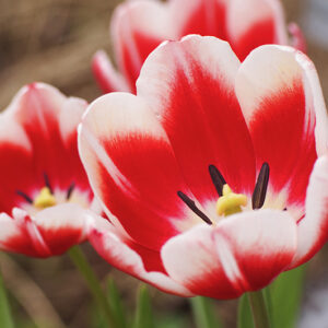 Celebrate the most beautiful time of year year-round with this red tulips canvas print. Though they don't stay for long, these flowers return each spring, and symbolize love and affection. Show are red tulips in full bloom.